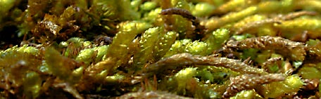 Many types of mosses grow throughout the park